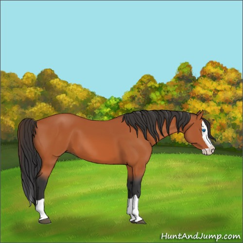 Horse Color:Bay Splash 