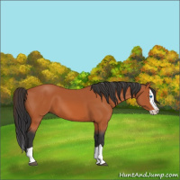 Horse Color:Bay Splash 