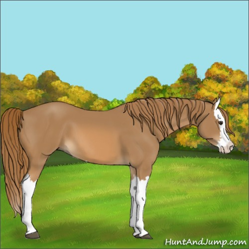 Horse Color:Chestnut Splash