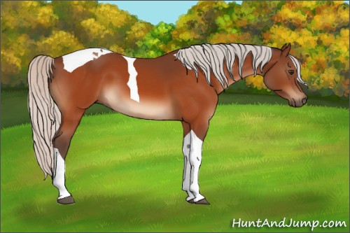 Horse Color:Silver Brown Tobiano