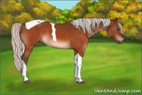 Horse Color:Silver Brown Tobiano 