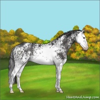 Horse Color:White Spotted Black Splash Rabicano