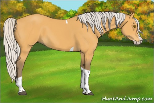 Horse Color:Silver Buckskin Splash Tobiano 