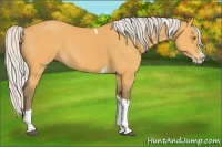 Horse Color:Silver Buckskin Splash Tobiano 