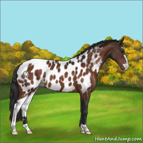 Horse Color:Brown Sabino Appaloosa 