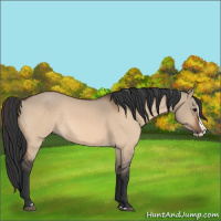 Horse Color:Bay Dun Splash 