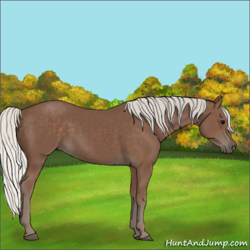 Horse Color:Silver Black