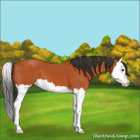 Horse Color:Bay Splash 
