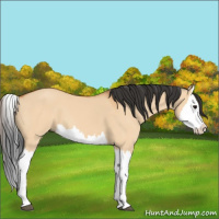 Horse Color:Bay Dun Splash 