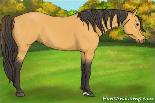Horse Color:Buckskin 