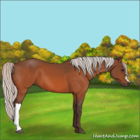 Horse Color:Silver Bay 