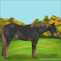 Horse Color:Liver Chestnut 