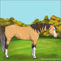 Horse Color:Buckskin Splash 