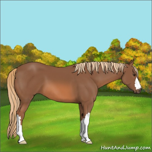 Horse Color:Chestnut 