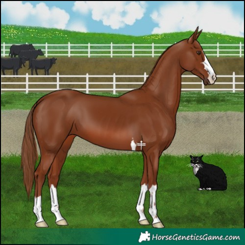 Horse Color:Chestnut 