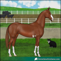 Horse Color:Chestnut 