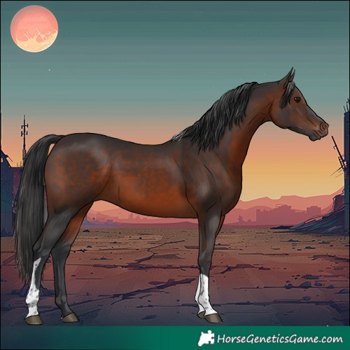 Horse Color:Brown Tobiano