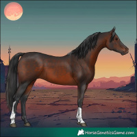Horse Color:Brown Tobiano 