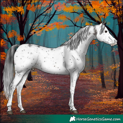 Horse Color:Brown Sabino 