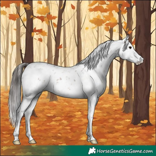 Horse Color:Bay Sabino