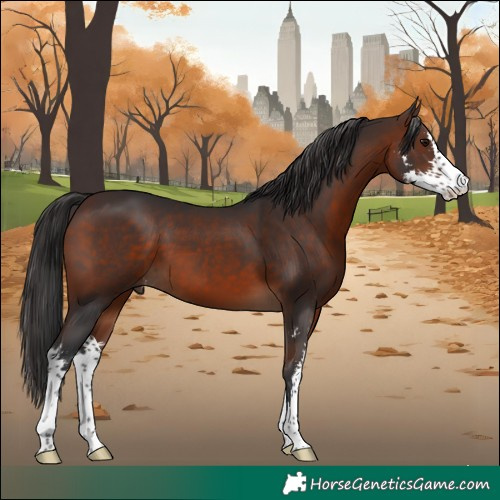 Horse Color:Brown Sabino