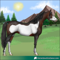 Horse Color:Brown Sabino Frame