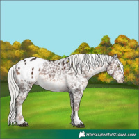 Horse Color:White Spotted Liver Chestnut Mushroom Sabino Appaloosa 
