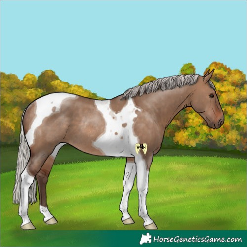Horse Color:Silver Brown Dun Tobiano Rabicano