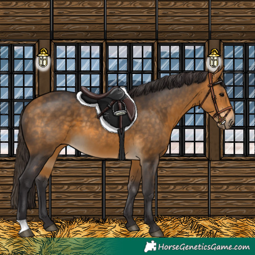 Horse Color:Buckskin 