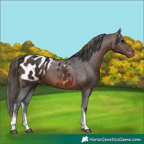 Horse Color:Brown Tobiano Appaloosa 