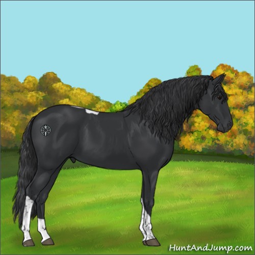 Horse Color:Black Tobiano 