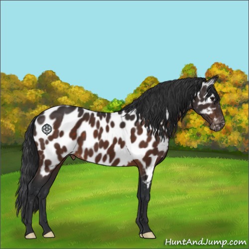 Horse Color:Brown Appaloosa 