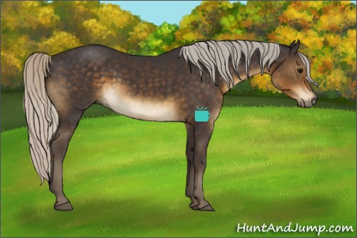 Horse Color:Silver Smoky Black