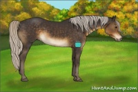 Horse Color:Silver Smoky Black 