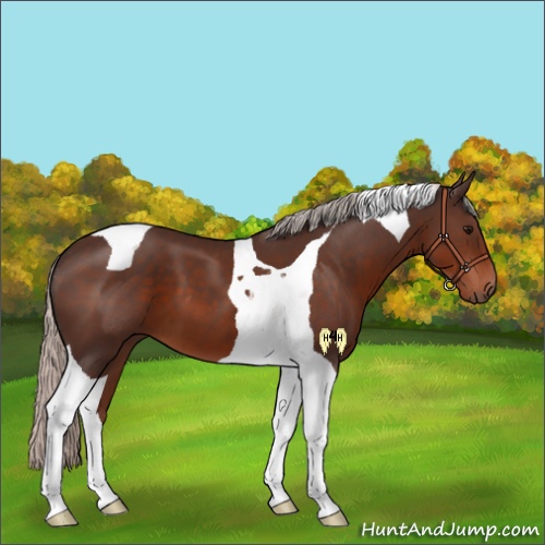 Horse Color:Silver Brown Tobiano 