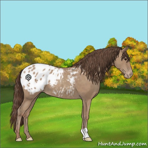 Horse Color:Classic Champagne Appaloosa 