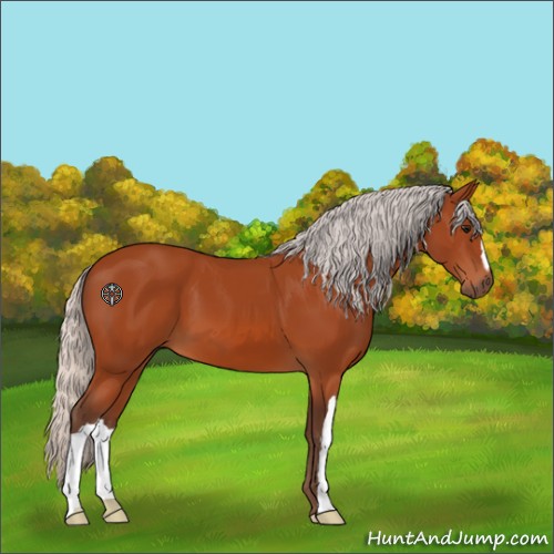 Horse Color:Silver Bay 