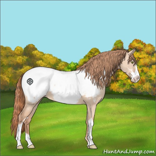 Horse Color:Gold Champagne Dun Sabino Appaloosa 