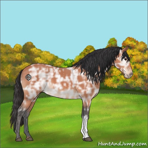 Horse Color:Bay Ice 