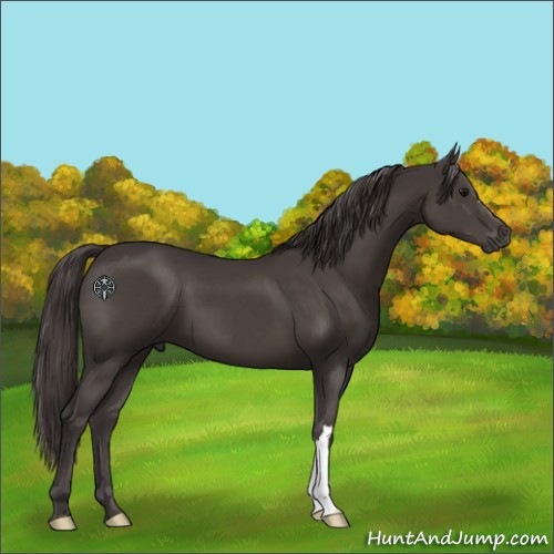 Horse Color:Smoky Black 