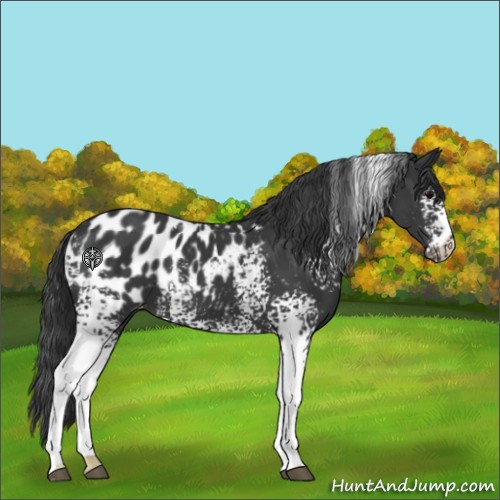 Horse Color:White Spotted Black Appaloosa 