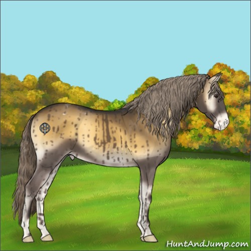 Horse Color:Chocolate Palomino Onyx Appaloosa 