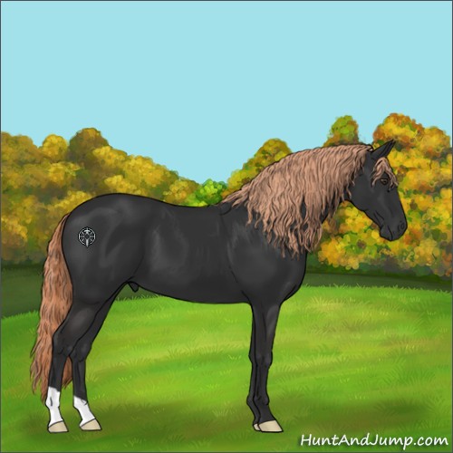 Horse Color:Liver Chestnut 