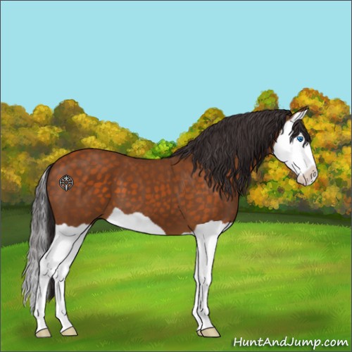 Horse Color:Buckskin Splash 