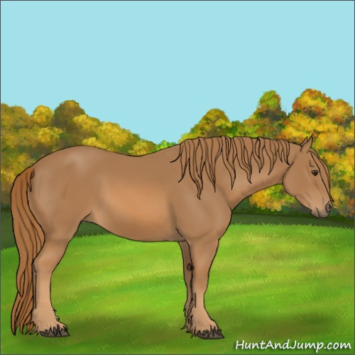 Horse Color:Chestnut 