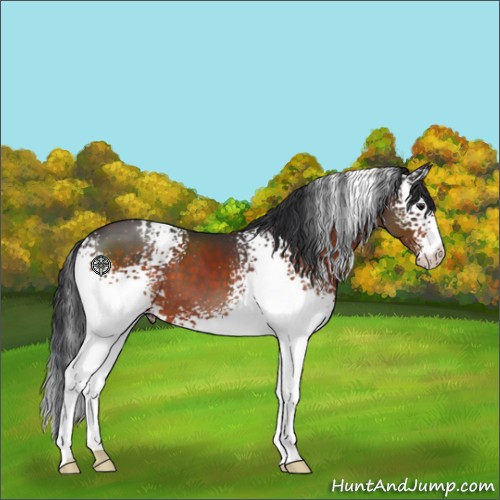 Horse Color:White Spotted Brown 
