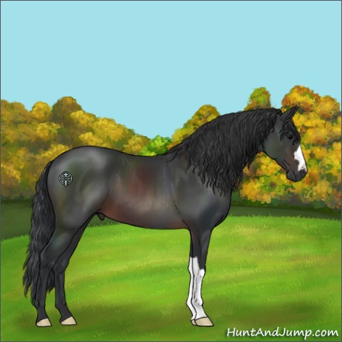 Horse Color:Brown 