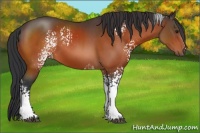 Horse Color:White Spotted Brown Tobiano 