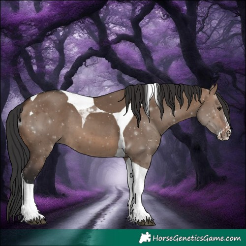 Horse Color:Brown Dun Sabino Tobiano