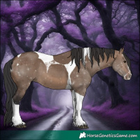 Horse Color:Brown Dun Sabino Tobiano 